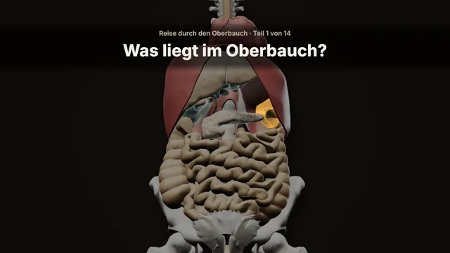 Titelbild „Was liegt im Oberbauch?“: die Oberbauchorgane golden hervorgehoben im 3D-Modell.