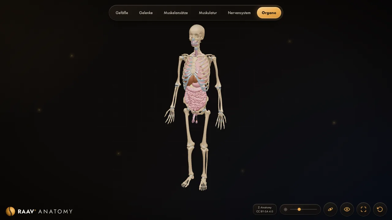 Der 3D-Viewer mit dem Modell der Organe
